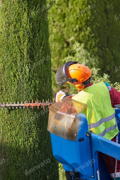 Preview: Gardener pruning a cypress tree with a chainsaw and a crane