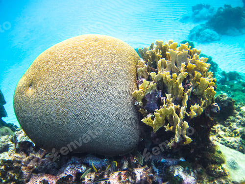 Preview: Various Types of Coral Growing Underwater in the Caribbean Sea