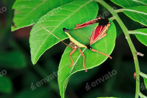 Preview: Stinkbug on a Leaf at Night in Costa Rica