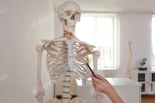 Preview: Orthopedist pointing on human skeleton model in clinic, closeup