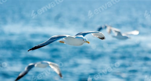Preview: photo of the gulls