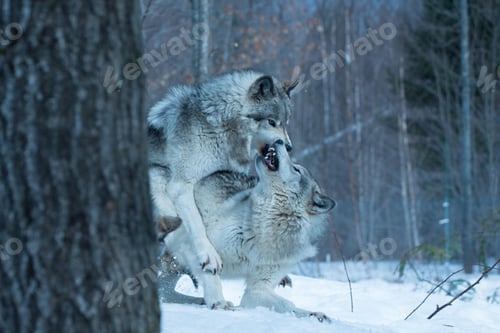 Preview: wolf, pack, togetherness, group, wilderness