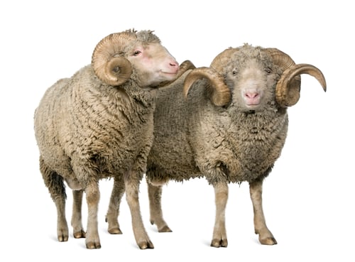 Preview: Two Arles Merino sheep, rams, standing in front of white background