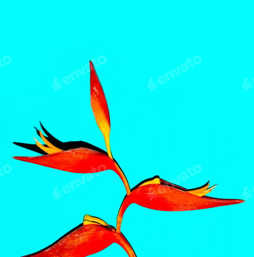 Preview: Tropical red flower on blue. Minimal fashion art