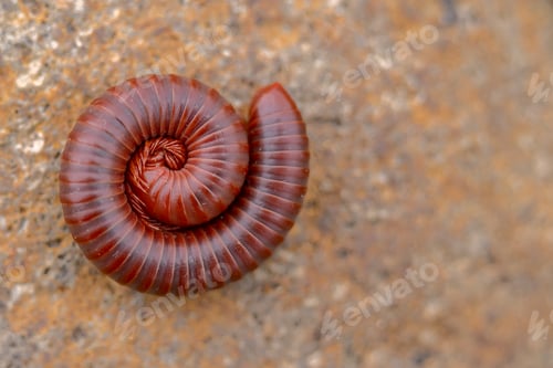 Preview: Coiled Red Millipede on Rock