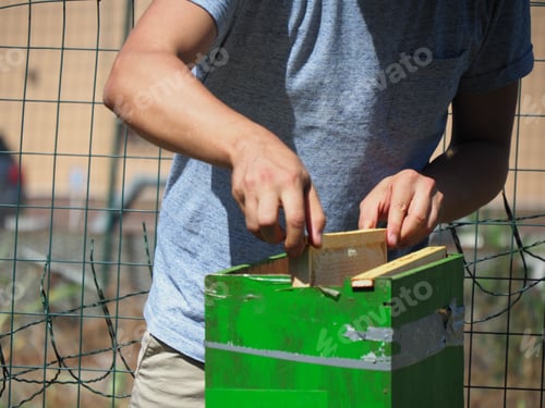 Preview: Young Caucasian beekeeper pulling out a frame with honey and bees from the beehive