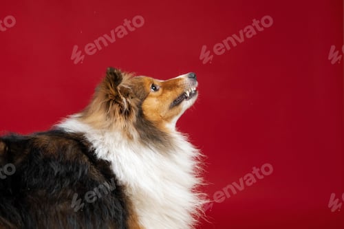 Visualização: Cão pastor de Shetland latindo em fundo vermelho no estúdio. Cachorro Sheltie. Treinamento de animais de estimação, cão inteligente