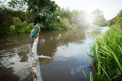 Preview: Common kingfisher sitting on branch in summer in wide angel