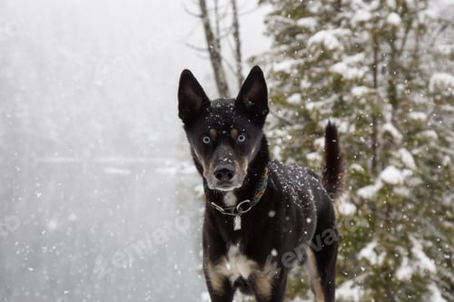 Preview: Intensive eyes on a black dog standing in a snow covered landscape