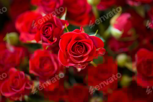 Preview: flowers rose background