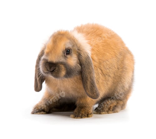 Preview: Rabbit