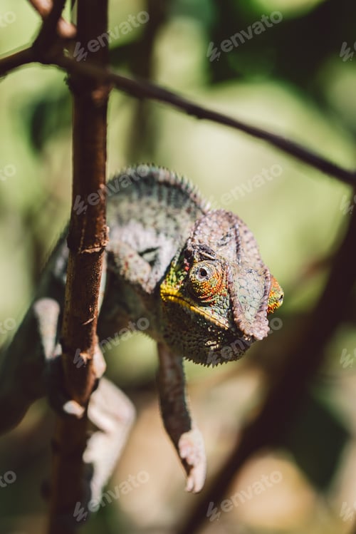 Preview: Madagascar