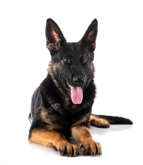 Preview: young german shepherd