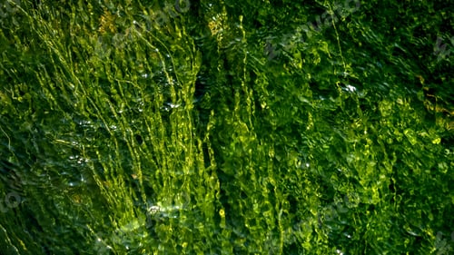 Preview: Abstract shot of green seaweeds and algae waving and moving in fast water stream river