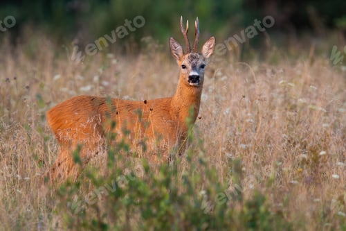 Preview: Roe deer buck standing on growned field in summertime nature