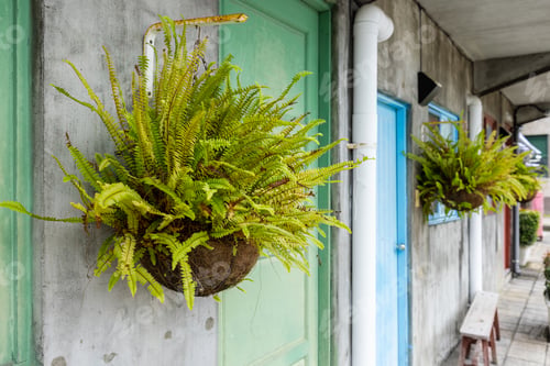 Vista previa: Fern hang on in the garden