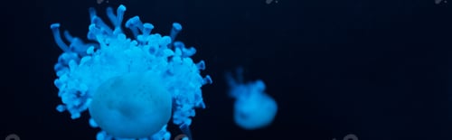 Preview: Cassiopea jellyfishes in blue neon light on dark background, panoramic shot