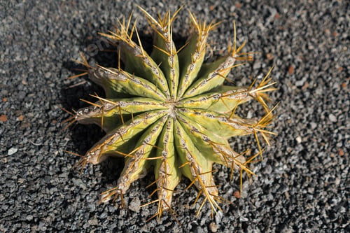 Preview: Bunch of prickly cactus