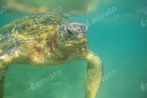 Preview: Turtle