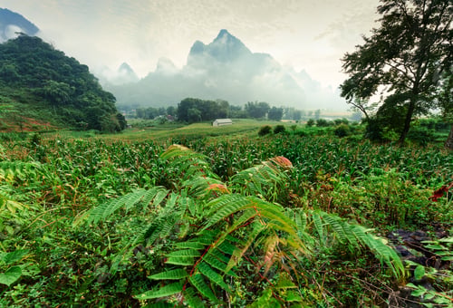Preview: Lush forest with foggy mountain in Phong Nam Valley at the morning