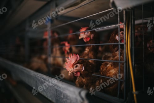 Preview: Closeup shot of brown chicken behind grids in a chicken farm
