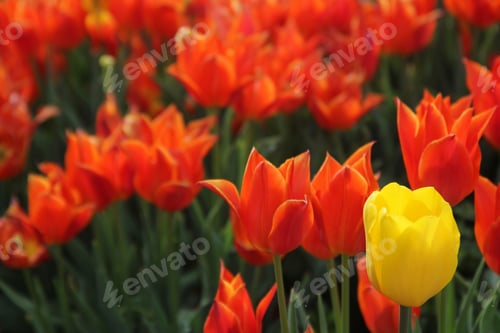 Preview: Tulips