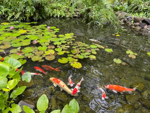 Preview: Koi carps swimming in the pond
