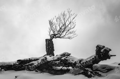 Preview: Single coniferous tree stands atop a snow-covered mountain