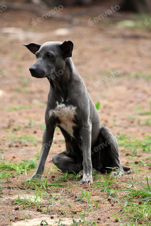 Preview: Black dog sitting looking at something.