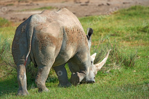 Preview: White rhino