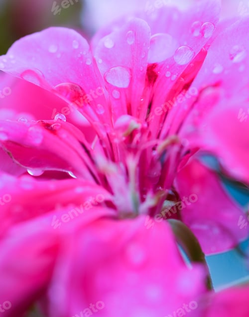 Preview: Macro Plant and Nature Photography