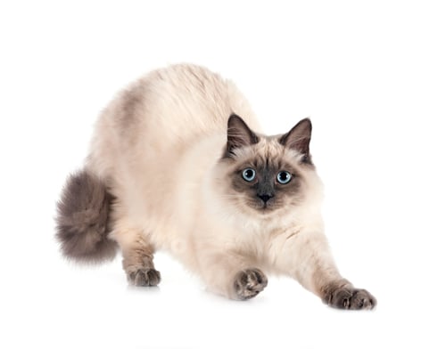 Preview: siberian cat in studio