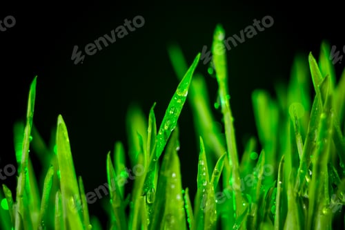 Preview: green grass