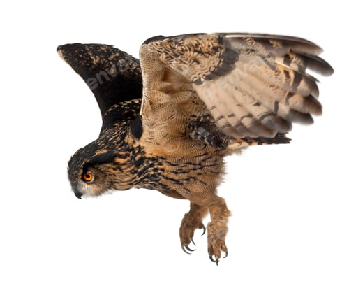 Preview: Eurasian Eagle-Owl, Bubo bubo, 15 years old, flying against white background