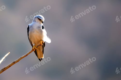 Preview: Black-winged kite or Elanus caeruleus