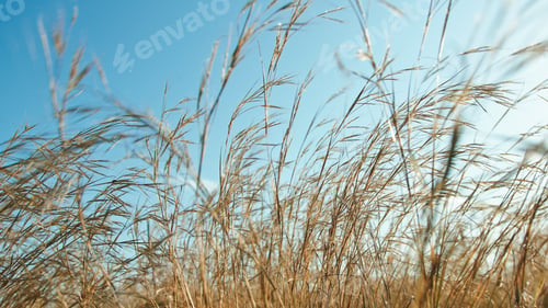 Preview: Spelt plants blown by the wind under a blue sky