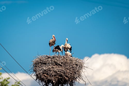 Preview: Family of white storks in the nest