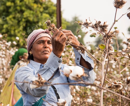 Preview: Indian woman harvesting cotton in a cotton field.