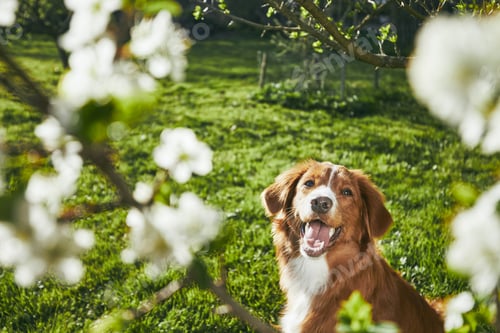 Preview: Dog resting on the garden