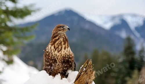 Preview: Hawk