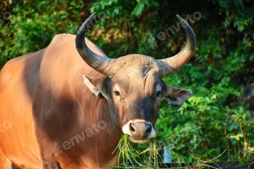 Preview: Herd of cows in zoo, on summer sunny day