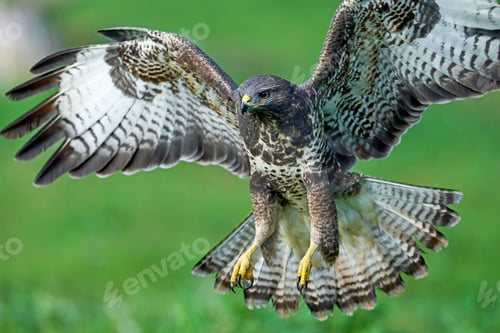 Aperçu: Buse commune (Buteo buteo)