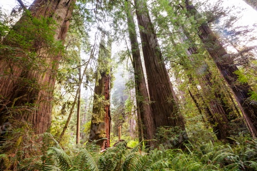 Preview: Redwoods