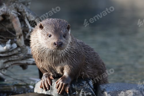 Preview: Otter perching on wet rock