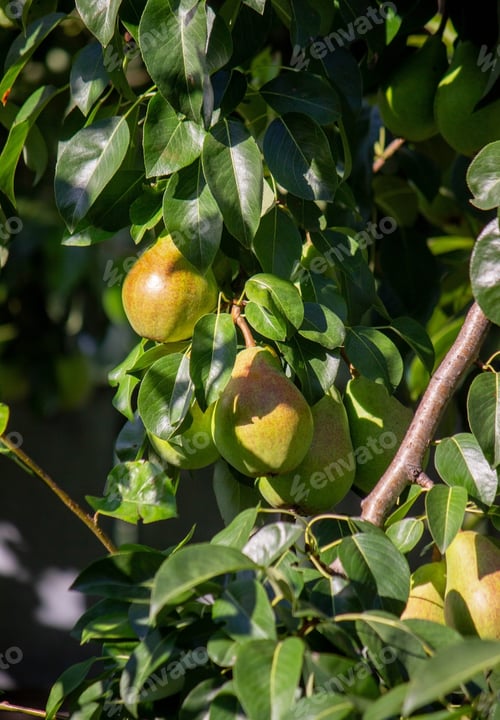 Preview: pears grow on a tree, harvest. Selective focus.