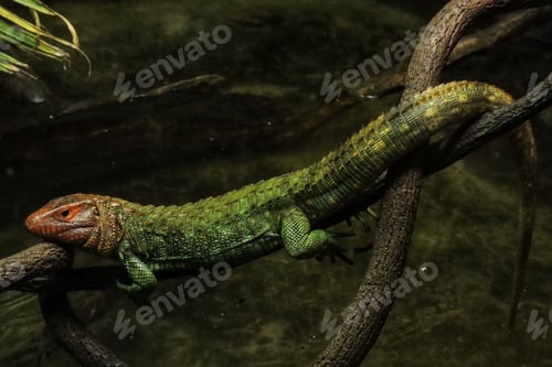 Preview: Close-up shot of a Northern caiman lizard on a branch