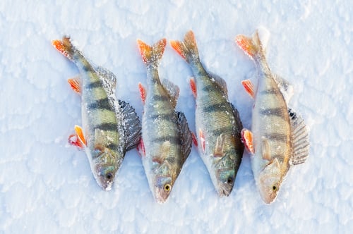 Preview: Ice fishing perch on the snow. winter fishing, perch fish on the ice in winter on the sea lake river