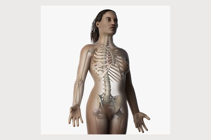 Preview: African Female Anatomy: Skin, Skeleton, & Ligaments