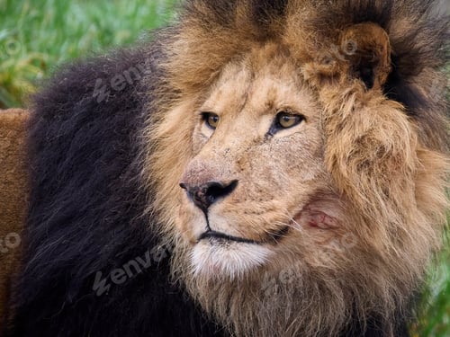 Preview: Lion (Panthera leo)