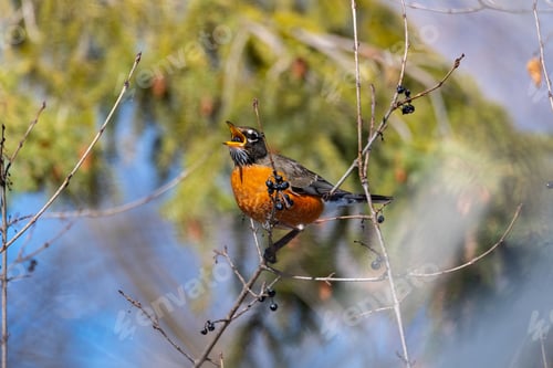 Preview: Close-up shot of a small robin perched in a snowy forest landscape